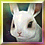 White furry rabbit pet
