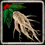 3 year old Ginseng