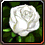 Rose of White Knight
